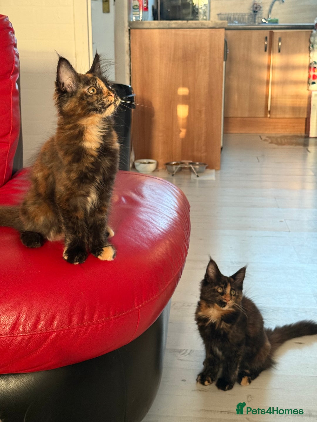 Maine Coon cats for sale: 2 GIRLS LEFT Purebred Maine Coon Kittens Blackburn - Image 10