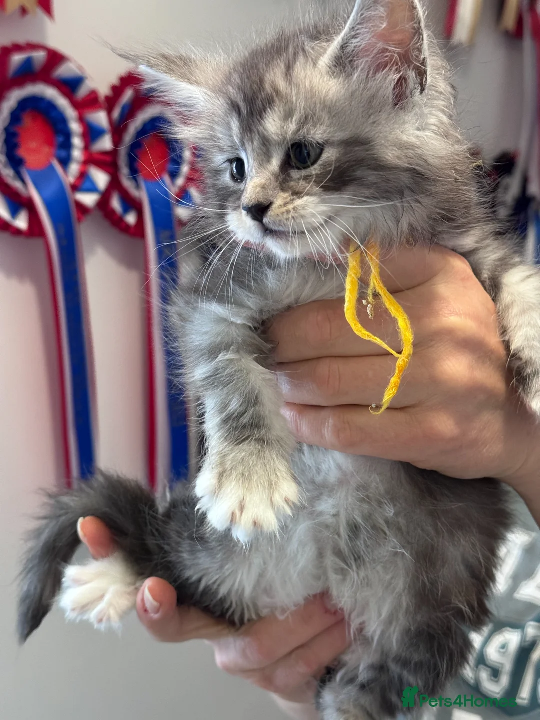 Maine Coon cats for sale: Maine Coon Kittens by Grabd Champion GCCF for Sale - Advert 10