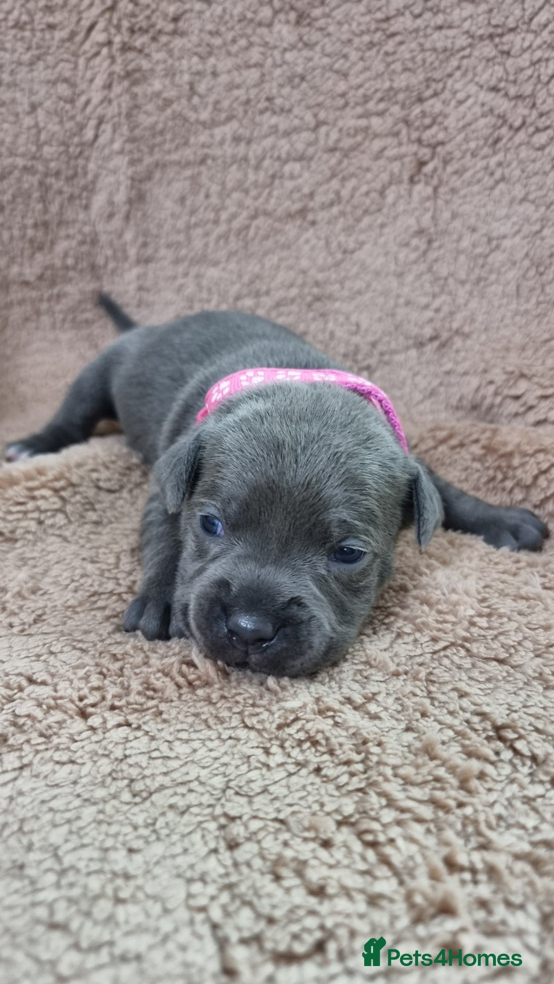 Staffordshire Bull Terrier dogs for sale: Dewellsblue - Advert 22