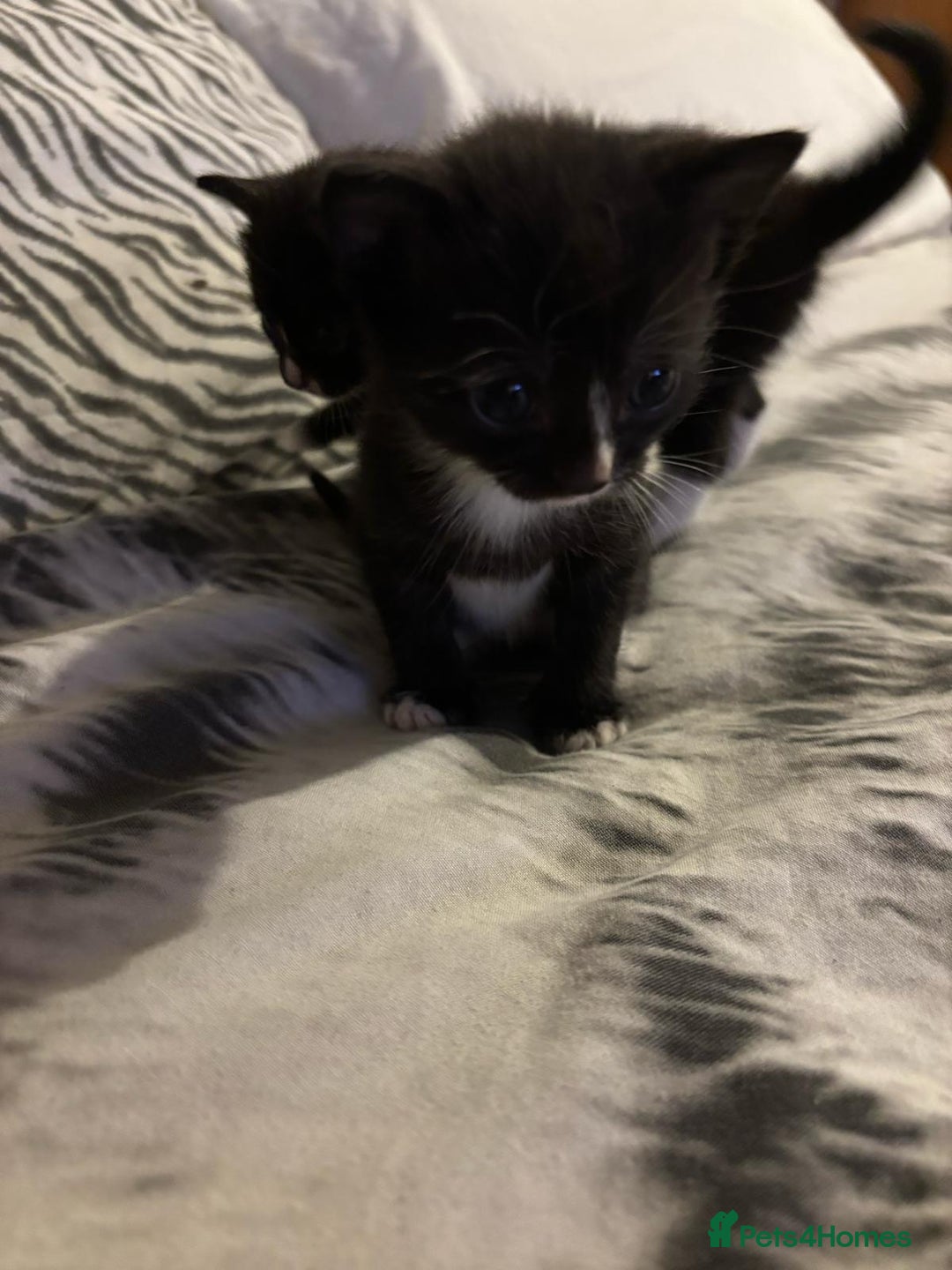 Mixed Breed cats for sale: 2 girls 2 boys - Image 3