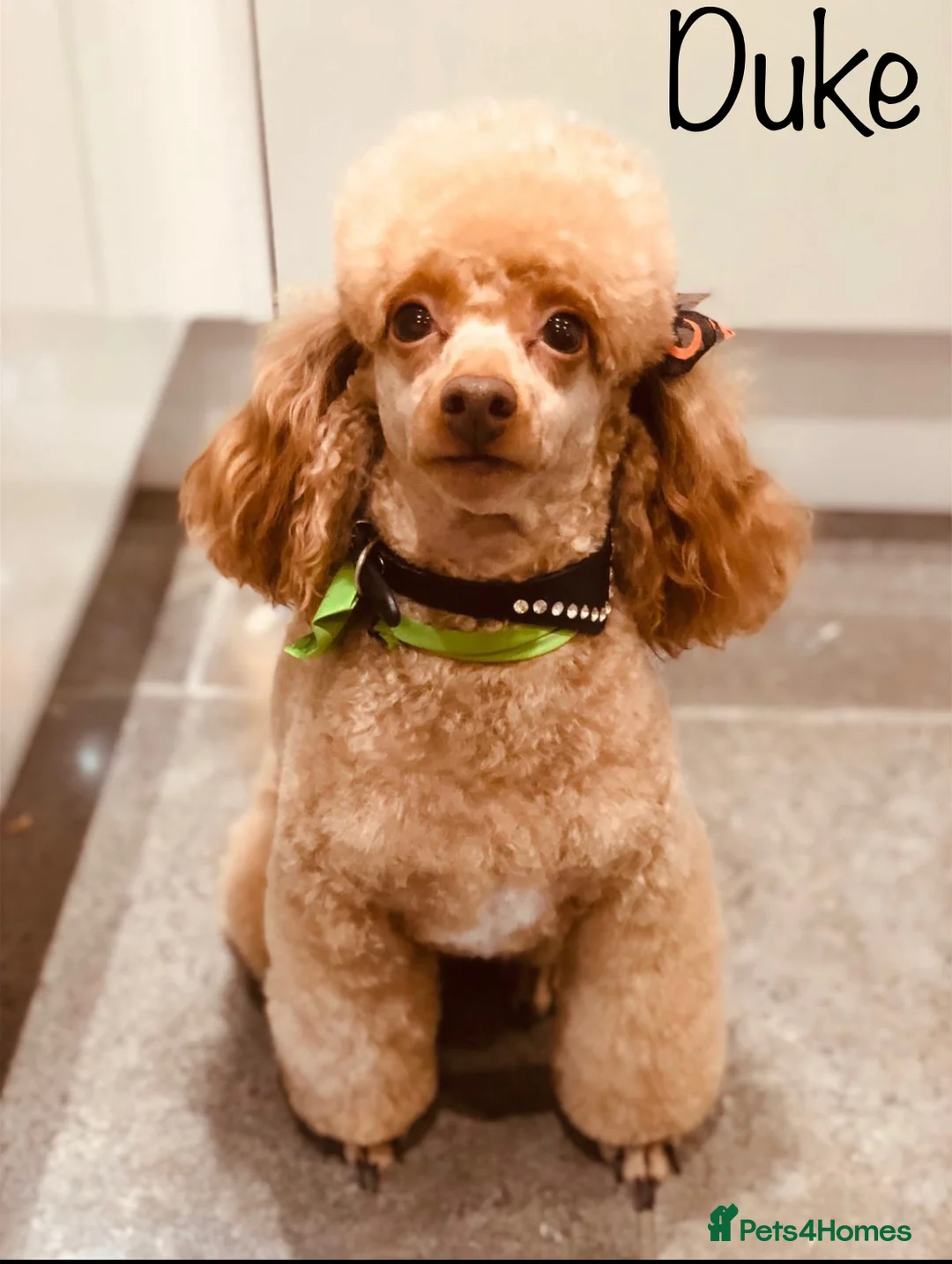Toy Poodle dogs for stud: KC REG EXTENSIVELY HEALTH TESTED RED POODLE STUD  in Hoddesdon - Advert 2