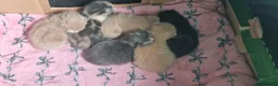 Mixed Breed cats for sale: 3 Beige Males for Sale in Ross-on-Wye - Advert 11