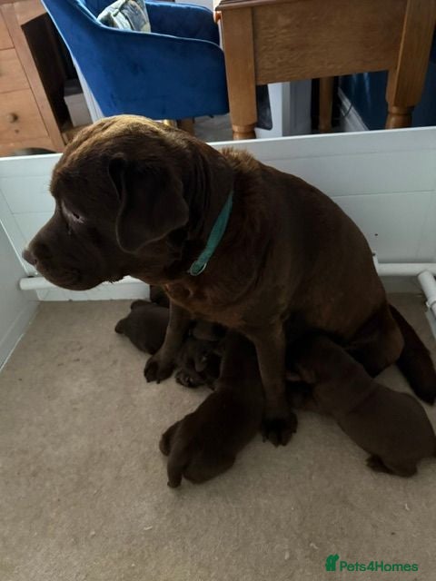 Labrador Retriever dogs Oldfashioned chunky chocolate labrador bitch puppy - Advert 1