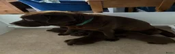 Labrador Retriever dogs for sale: Oldfashioned chunky chocolate labrador bitch puppy in Bury - Advert 1