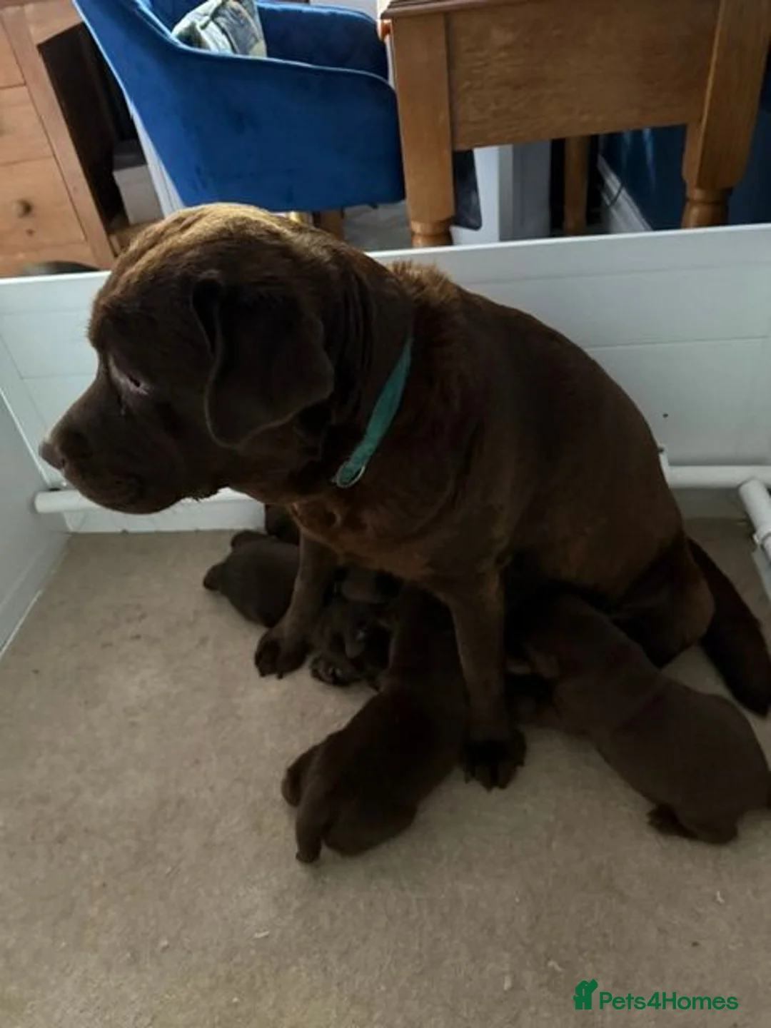 Labrador Retriever dogs for sale: Oldfashioned chunky chocolate labrador bitch puppy in Bury - Advert 1