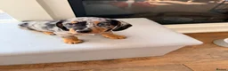 Chiweenie dogs for sale: 5 beautiful mini dachshund x chihuahua puppies - Advert 16