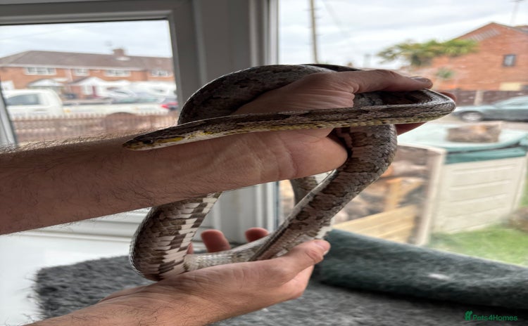 Corn Snake reptiles - Advert 1