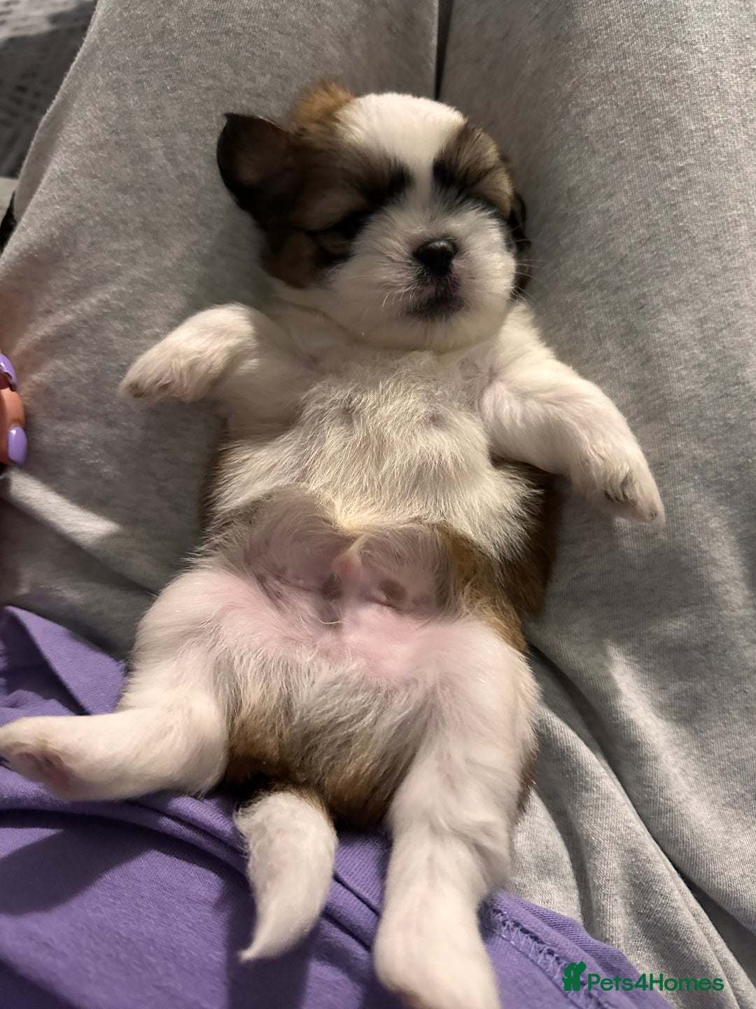 Shih Tzu dogs for sale: Shih Tzu puppies - Advert 18