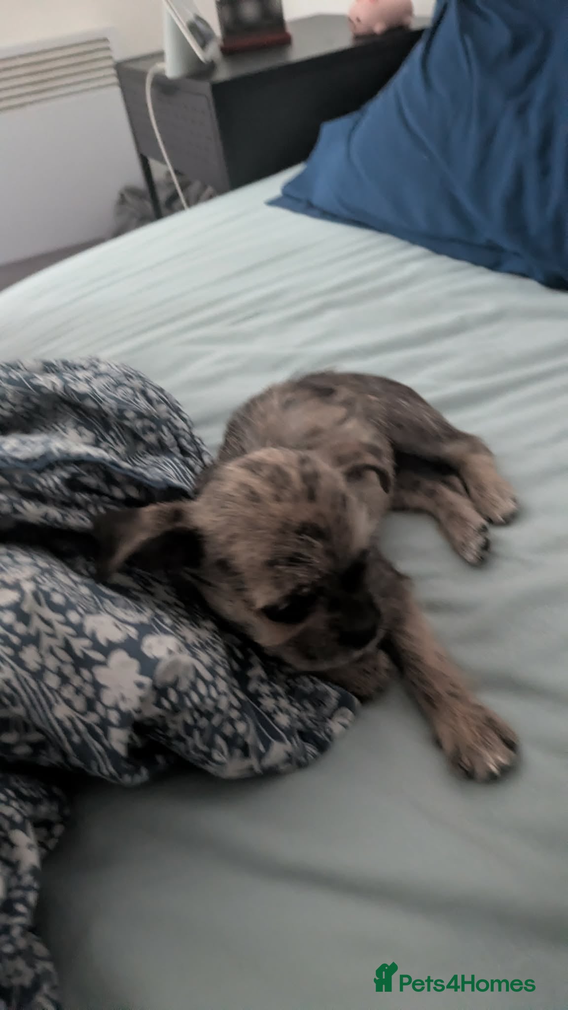 Shorkie dogs for sale: Puppy for sale - Advert 3