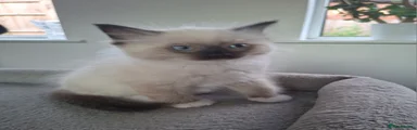 Ragdoll 2