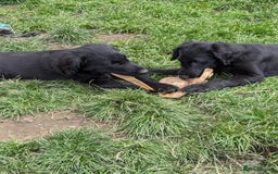Flat coated Retriever dogs for sale: Flatcoated Retriever puppies  - Image 15