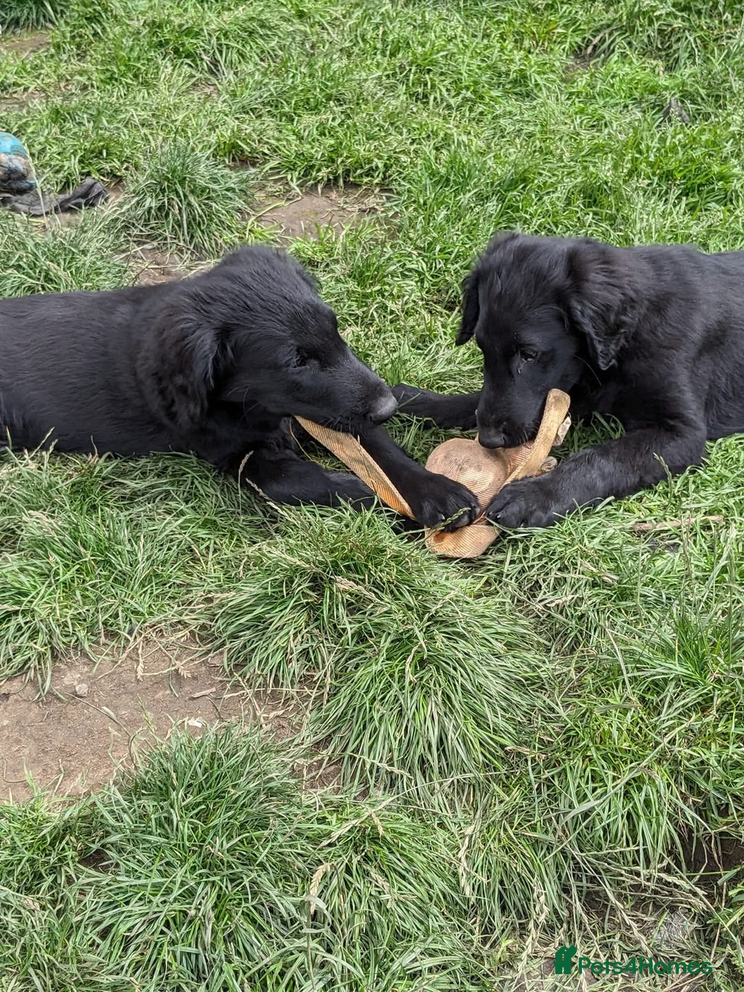 Flat coated Retriever dogs for sale: Flatcoated Retriever puppies  - Image 15