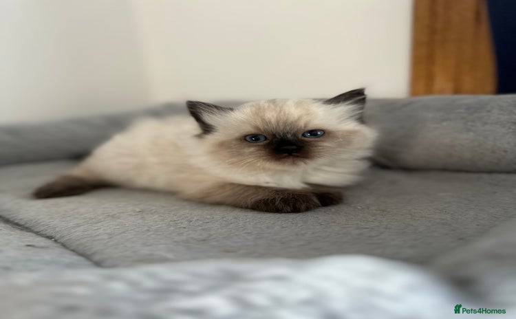 Ragdoll cats - Advert 5