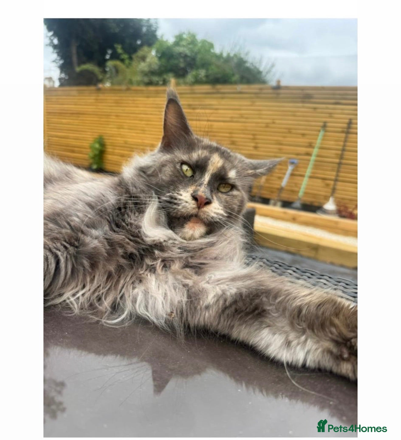 Maine Coon cats Retired queen  - Advert 14
