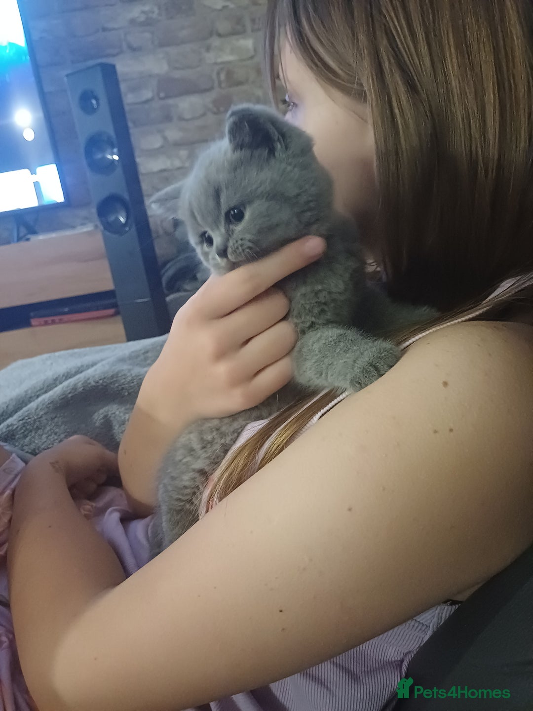 British Shorthair cats for sale: British Shorthair  - Image 32