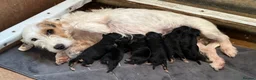 Mixed Breed dogs for sale: Russell x Lakeland pups - Advert 2