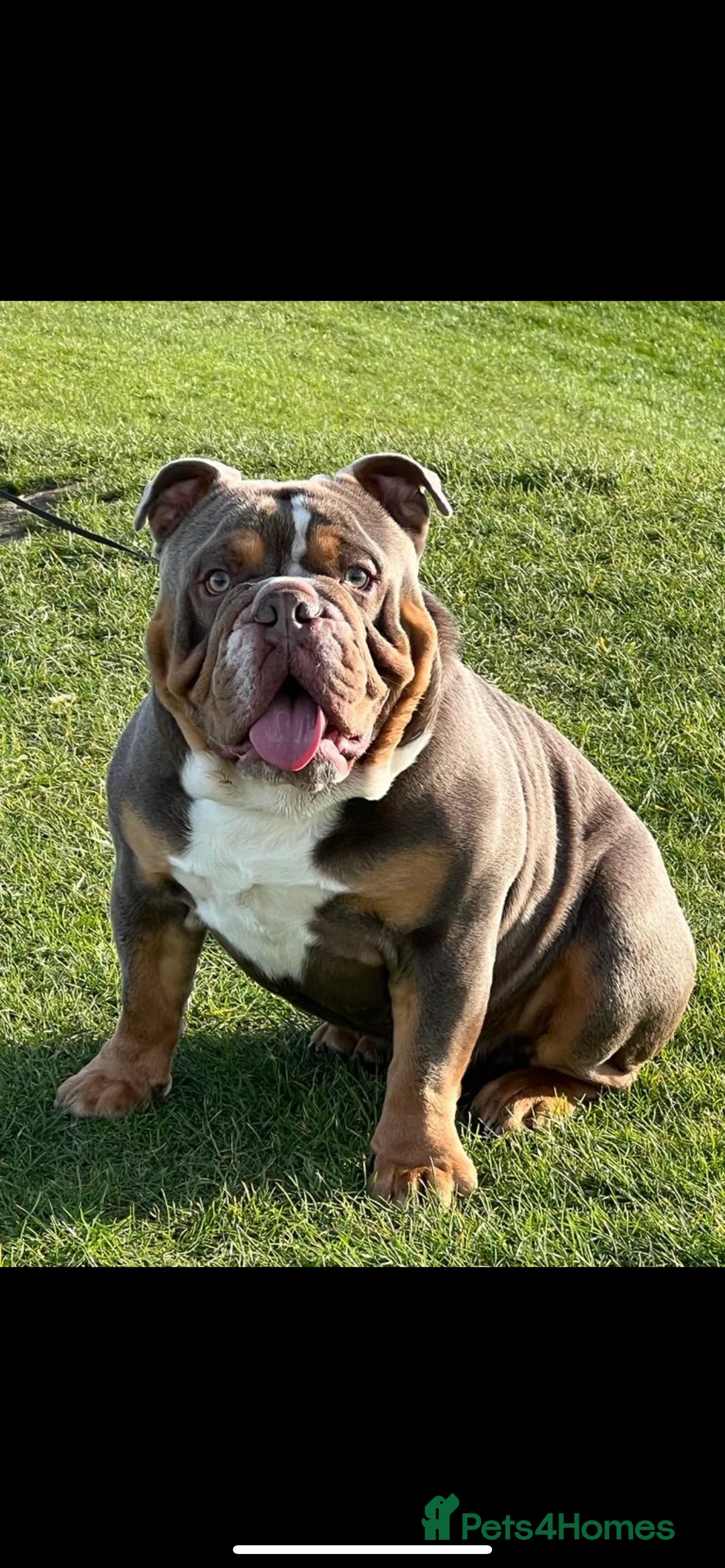 English Bulldog dogs for stud: FOR STUD - PROVEN - SON OF GOLDEN CHILD in Sheerness - Advert 7
