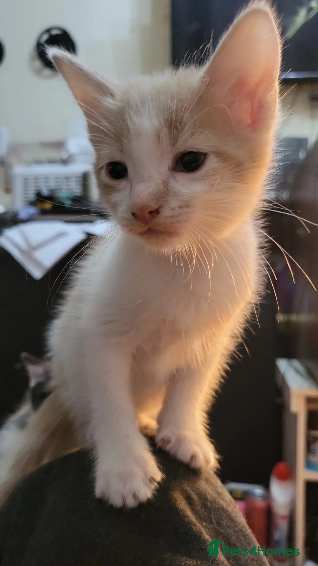 Mixed Breed cats for sale: Kittens for sale - Advert 9