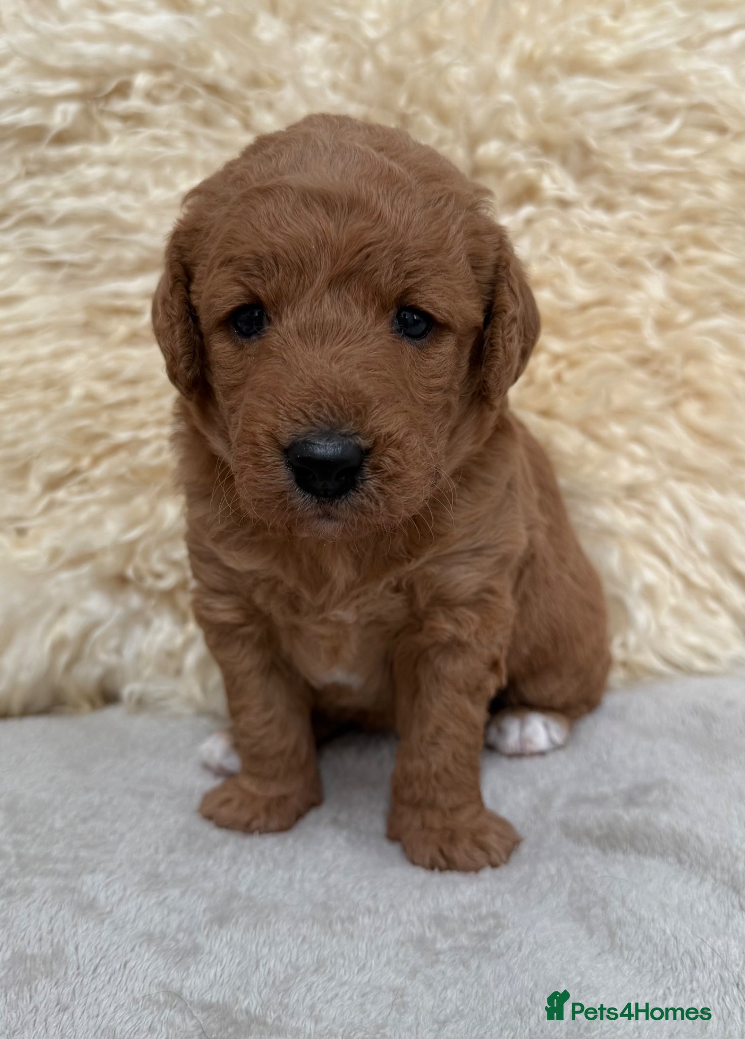 Labradoodle dogs Fabulous F1 labradoodles  - Advert 2