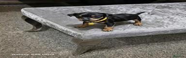 Miniature Pinscher 5