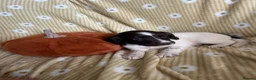 English Springer Spaniel dogs for sale: Springer spaniel pups  - Advert 10