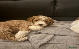 Mixed Breed dogs for sale: Cavapoo X Shihpoo puppies for sale - Image 13