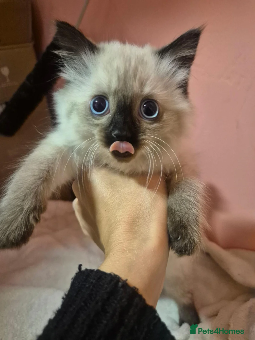 Mixed Breed cats for sale: Mixed Ragdoll babies in Alton - Advert 2