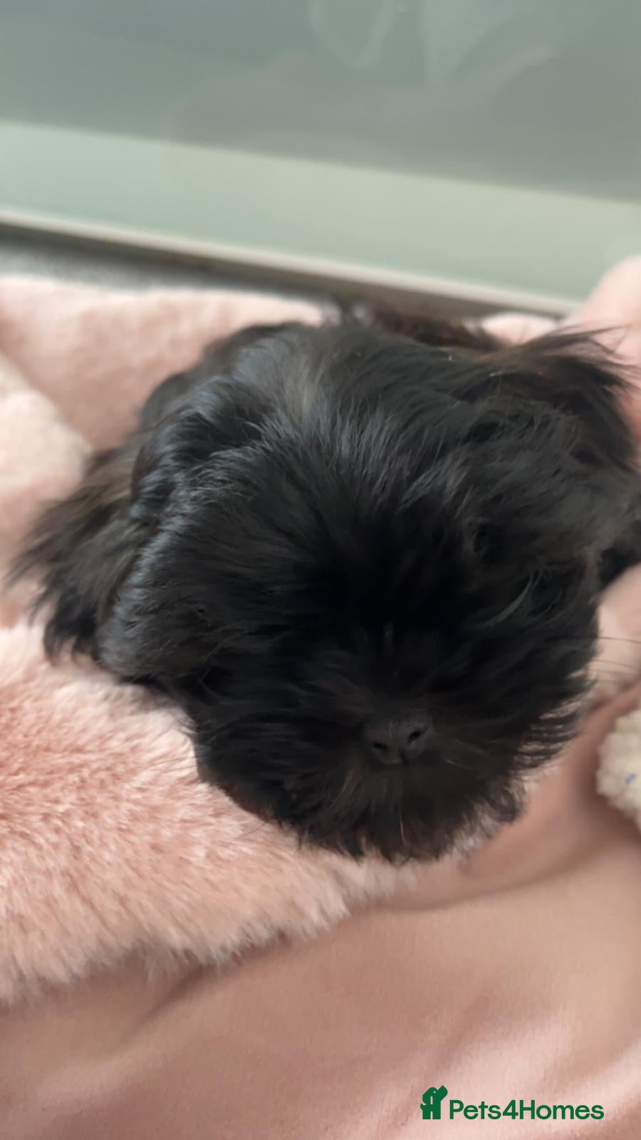 Malshi dogs Coco the Malshi pup - Advert 4