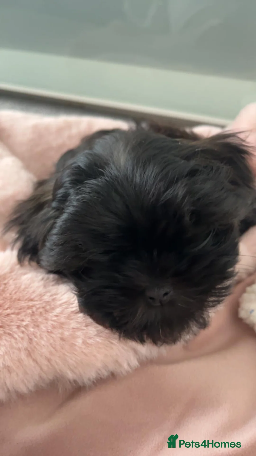 Malshi dogs for sale: Coco the Malshi pup - Advert 1