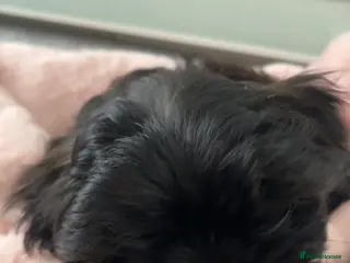 Malshi dogs Coco the Malshi pup - Advert 16