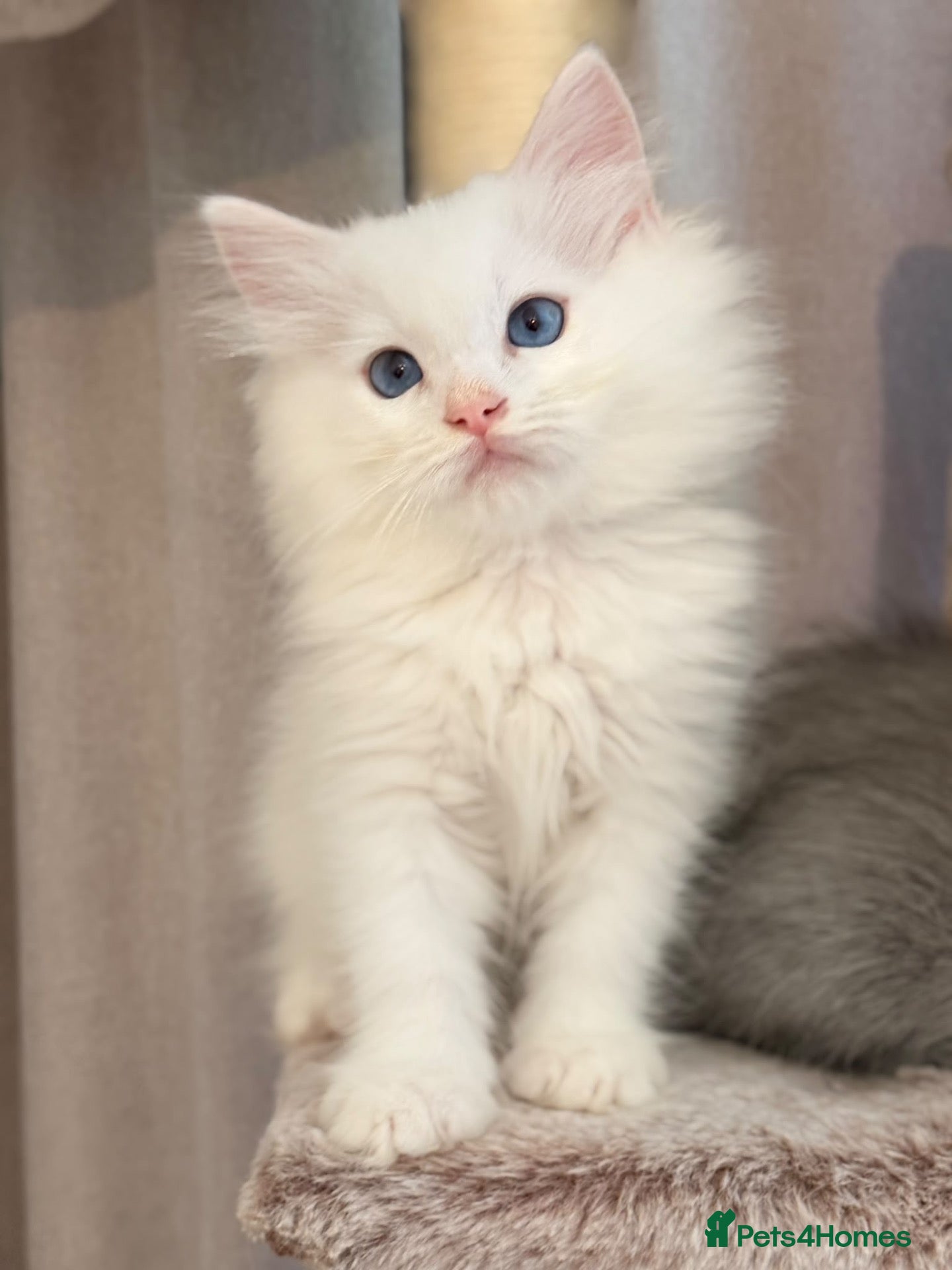 Mixed Breed cats Beautiful Ragdoll x Persian kittens  - Advert 16