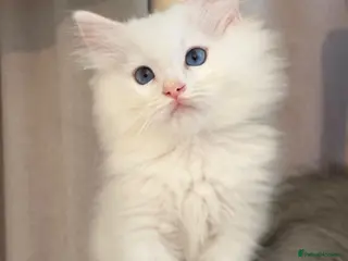 Mixed Breed cats Beautiful Ragdoll x Persian kittens - Advert 16