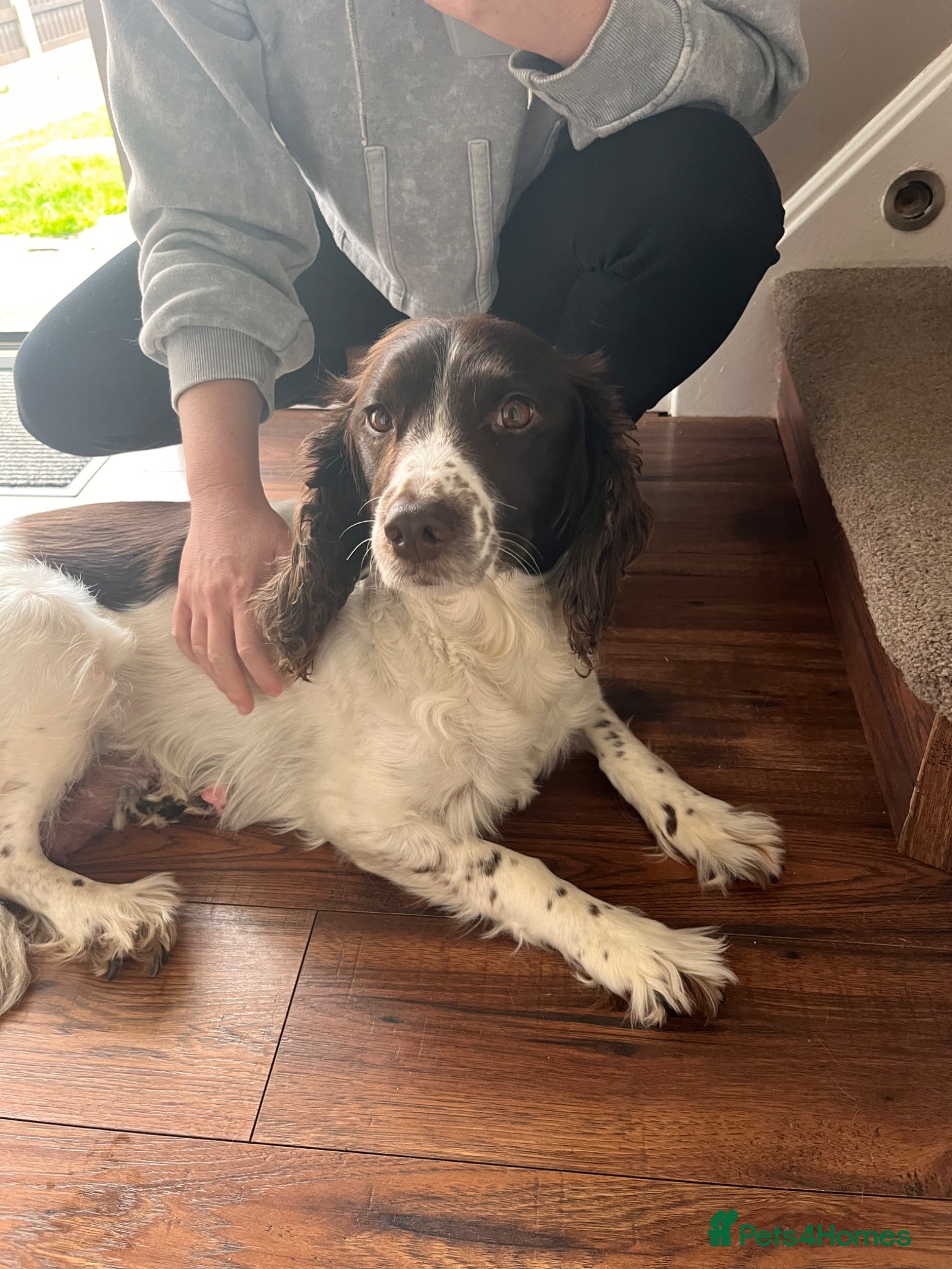 English Springer Spaniel dogs Bella-rose - Advert 1