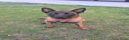 Belgian Shepherd Dog dogs for sale: Belgian shepards manolis  - Advert 1