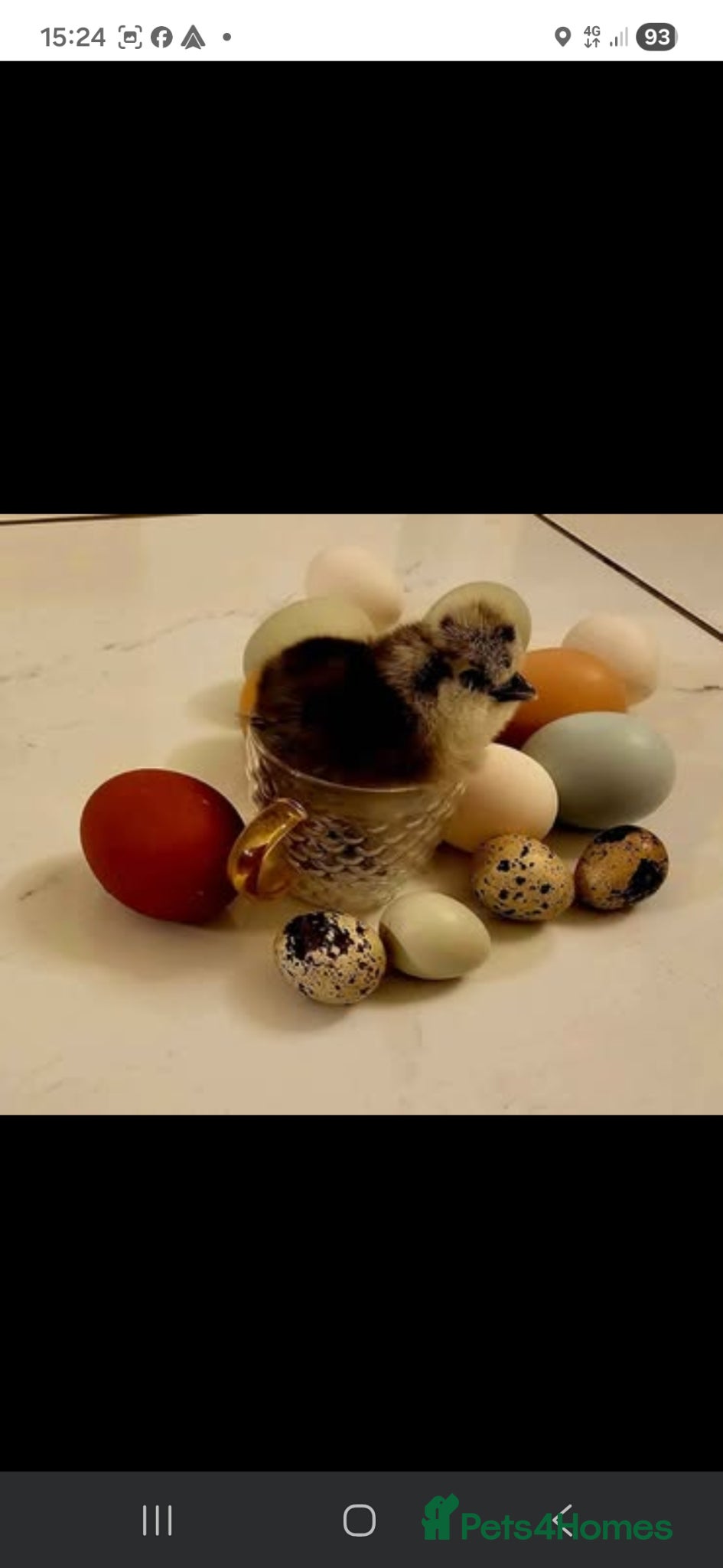 Chickens poultry Fertile Micro Serama hatching eggs - Advert 1