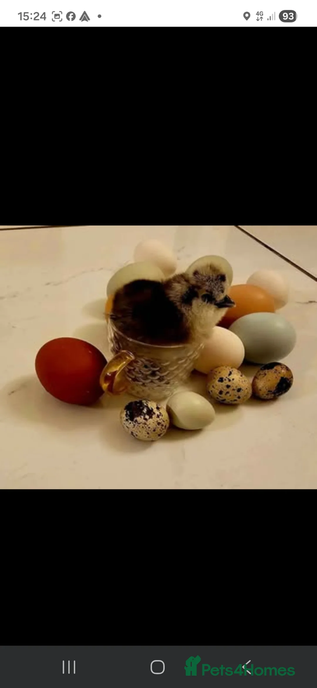 Chickens poultry for sale: Fertile Micro Serama hatching eggs - Advert 1