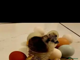 Chickens poultry Fertile Micro Serama hatching eggs - Advert 13