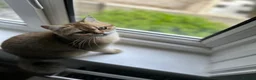 British Shorthair cats for sale: Stunning NY11 Black Golden Shaded British  - Advert 3