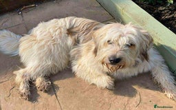 Mixed Breed dogs for adoption: OLIVE - Looking for experienced owners. - Image 1