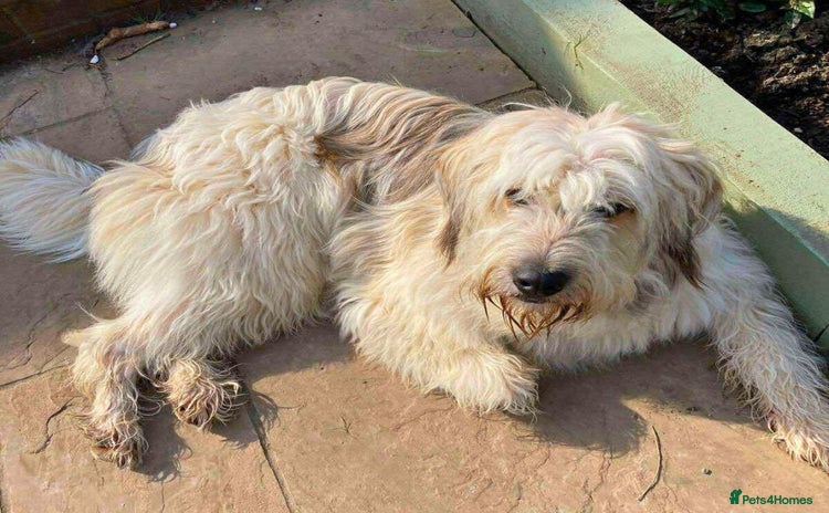 Mixed Breed dogs - Advert 3