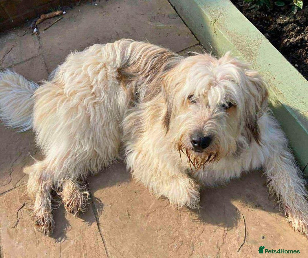 Mixed Breed dogs for adoption: OLIVE - Looking for experienced owners. - Image 1