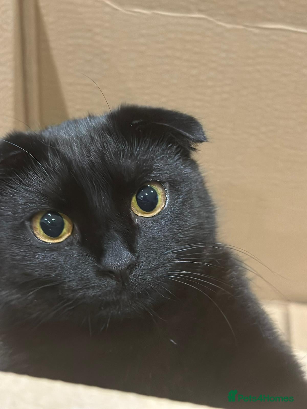 Mixed Breed cats Scottish Fold Mix  - Advert 1