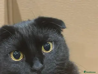 Mixed Breed cats Scottish Fold Mix - Advert 1