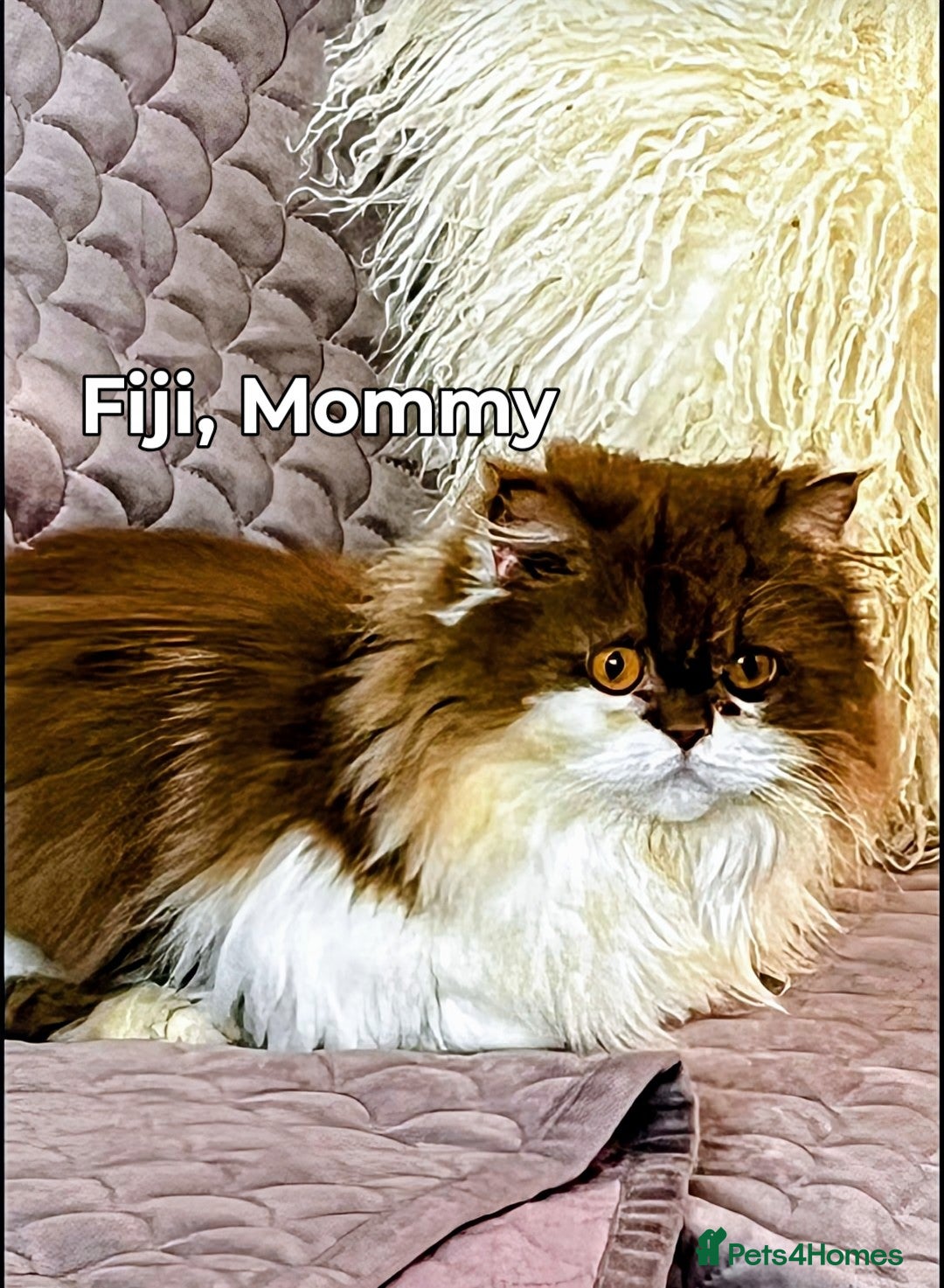 British Longhair cats for sale: Cinnamon bi colour longhair  - Image 17
