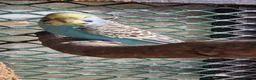 Budgerigars birds for sale: 4 blue chicks and 1 adult male  - Advert 12
