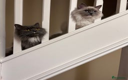 Ragdoll cats for sale: 3 Year Old Beautiful Female Ragdoll  - Image 15