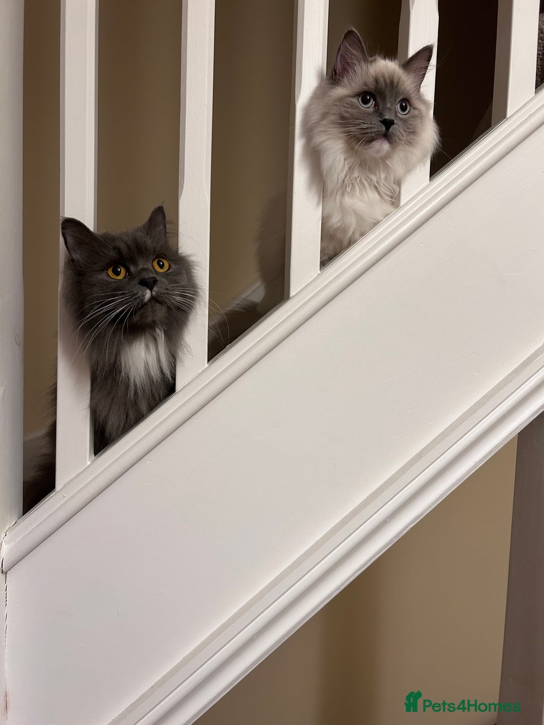 Ragdoll cats for sale: 3 Year Old Beautiful Female Ragdoll  - Image 15