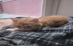 Mixed Breed cats for sale: Ragdoll cross kittens - Image 13