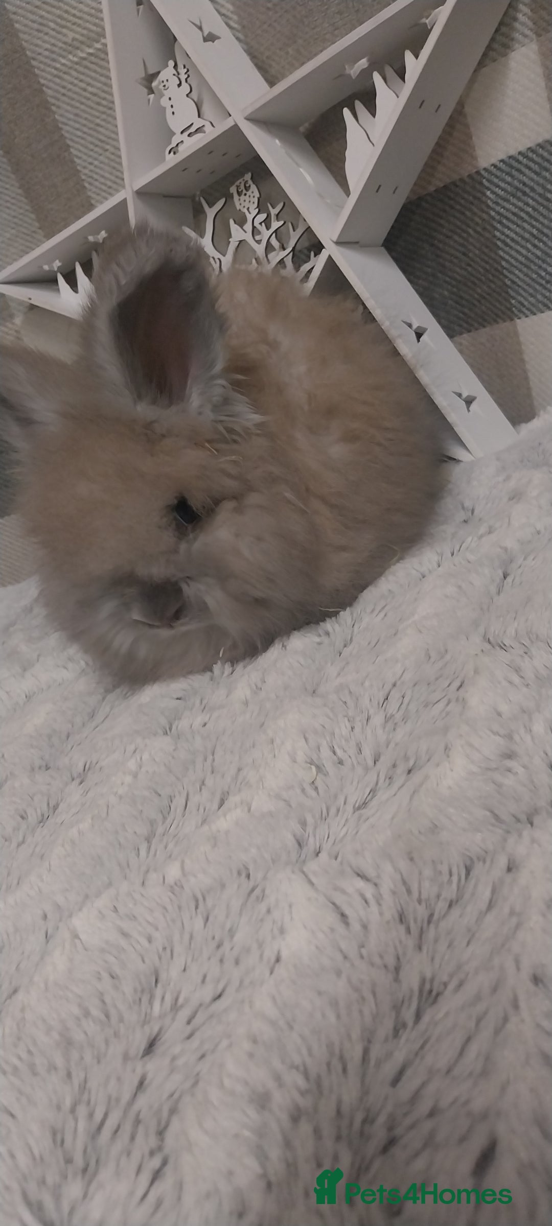 Angora rabbits for sale: Beautiful Angora boys  - Advert 4