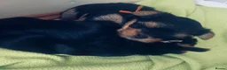 Yorkshire Terrier dogs for sale: 🐾✨  KC Registered Yorkshire Terrier Puppies ✨🐾   - Advert 2